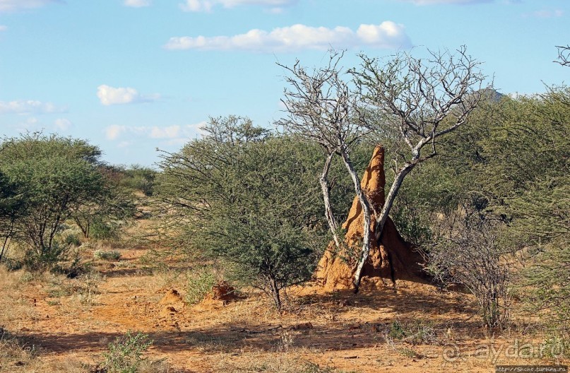 Старый лев борозды не испортит