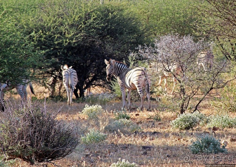 Старый лев борозды не испортит