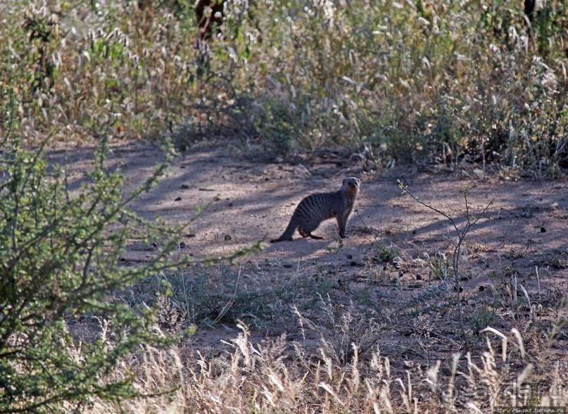 Старый лев борозды не испортит
