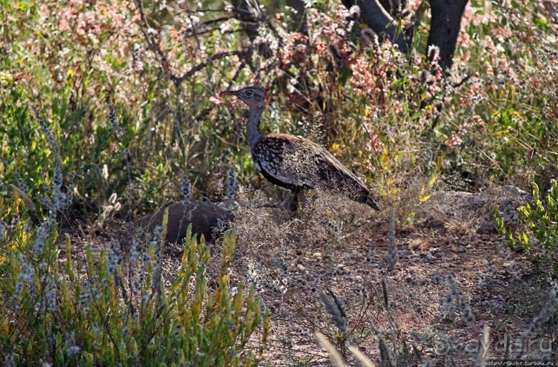Старый лев борозды не испортит