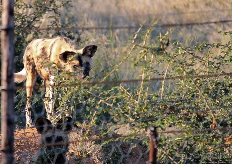 Старый лев борозды не испортит