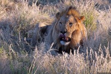 Старый лев борозды не испортит