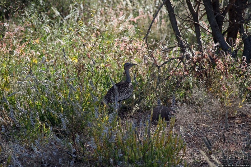 Старый лев борозды не испортит