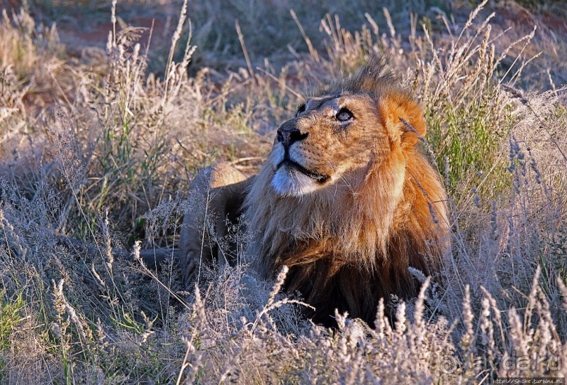 Альбом отзыва "Старый лев борозды не испортит"