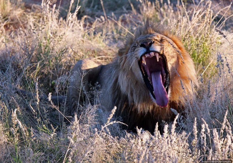 Старый лев борозды не испортит