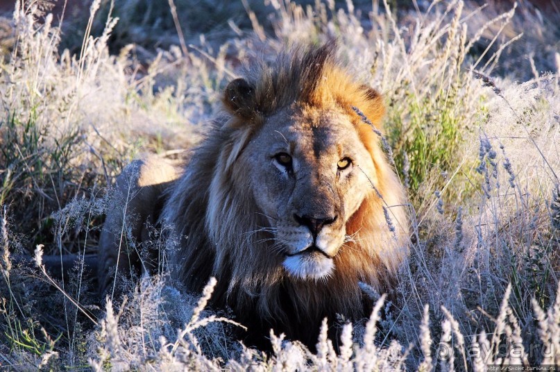 Старый лев борозды не испортит