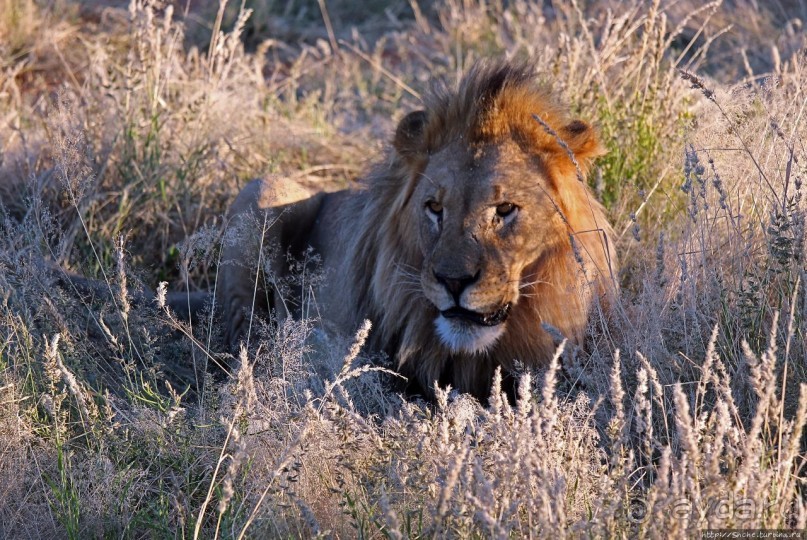 Старый лев борозды не испортит