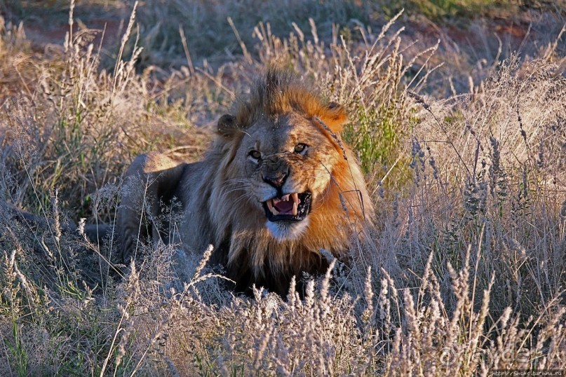 Старый лев борозды не испортит