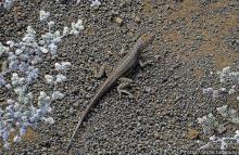 Остров Бартоломе — ландшафтные открытки Галапагос