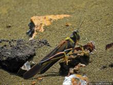 Остров Бартоломе — ландшафтные открытки Галапагос