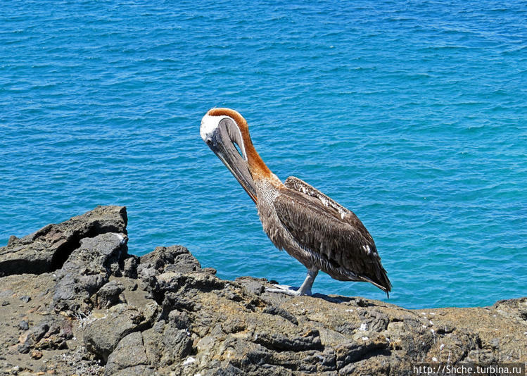 Остров Бартоломе — ландшафтные открытки Галапагос