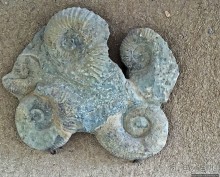 Где и как потрогать древнего аммонита