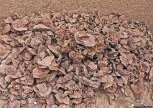 Где и как потрогать древнего аммонита