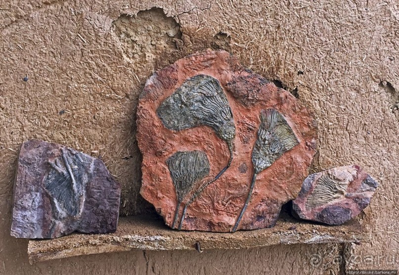 Где и как потрогать древнего аммонита