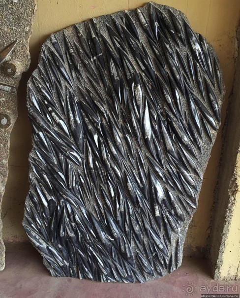 Где и как потрогать древнего аммонита