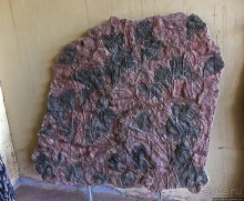 Где и как потрогать древнего аммонита