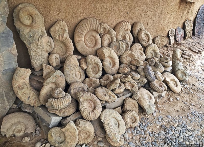 Где и как потрогать древнего аммонита