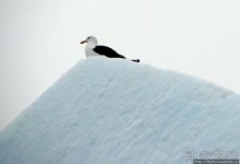 Здесь умирают айсберги — Waterboat Pt, Antarktic Peninsula