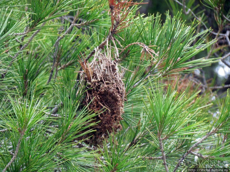 Скала Ареопаг. История, виды — одни плюсы