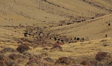 Мустанг. Последний рывок. Вот и столица