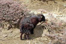 Мустанг. Последний рывок. Вот и столица