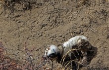 Мустанг. Последний рывок. Вот и столица