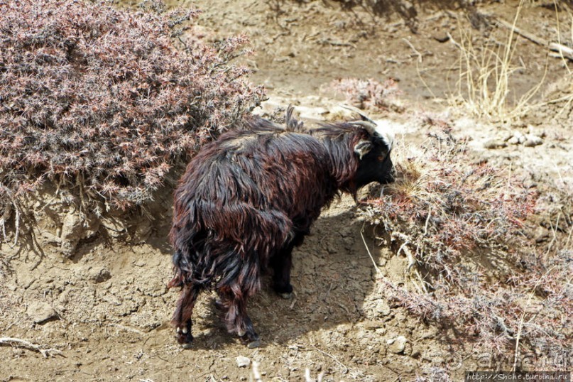 Мустанг. Последний рывок. Вот и столица