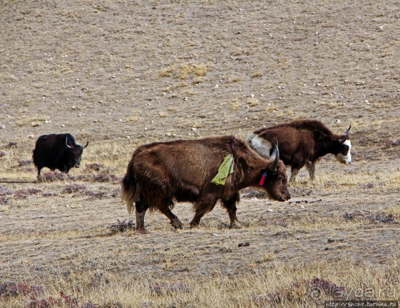Мустанг. Последний рывок. Вот и столица