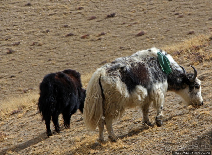 Мустанг. Последний рывок. Вот и столица