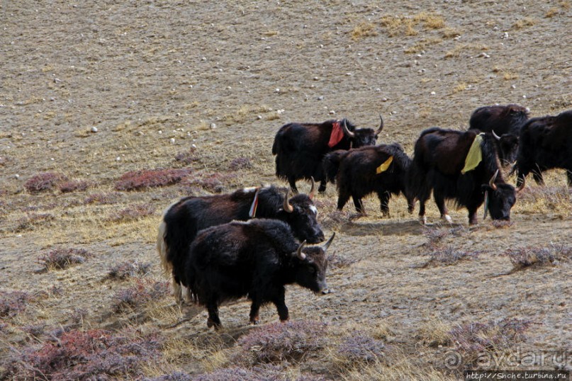 Мустанг. Последний рывок. Вот и столица