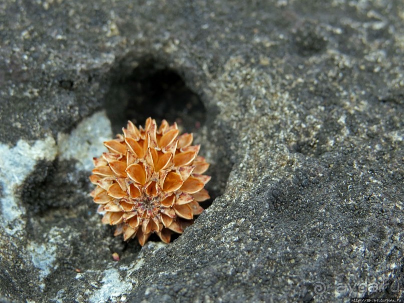 Орудийная башня — так обороняли Маврикий