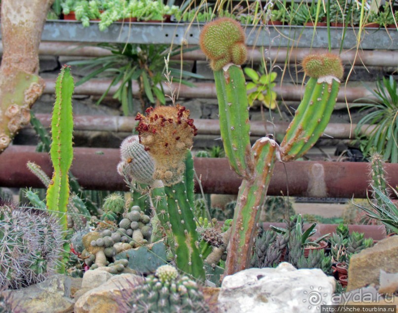 Крупнейшее собрание суккулентов "Мир кактусов"