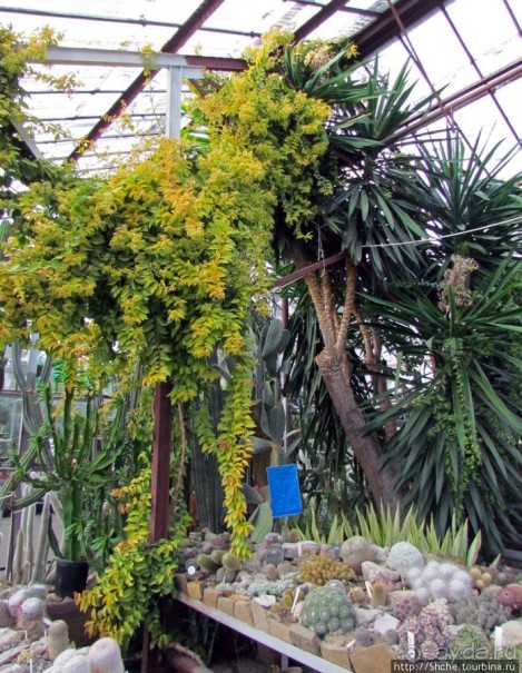 Крупнейшее собрание суккулентов "Мир кактусов"