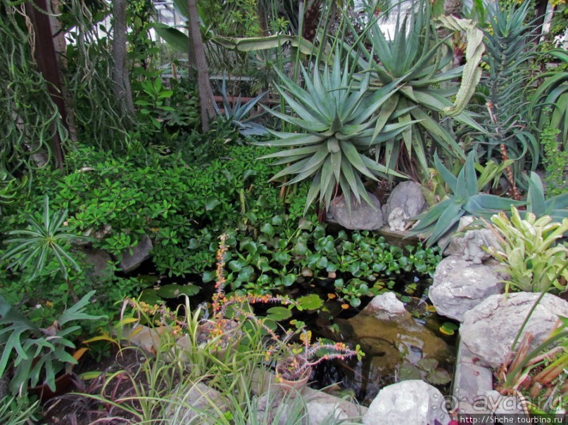 Крупнейшее собрание суккулентов "Мир кактусов"