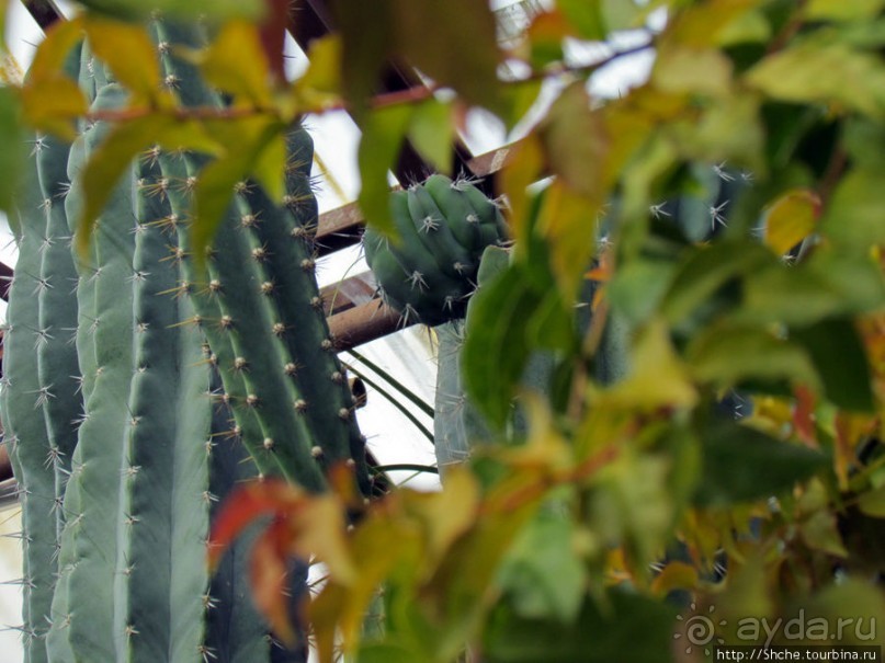 Крупнейшее собрание суккулентов "Мир кактусов"