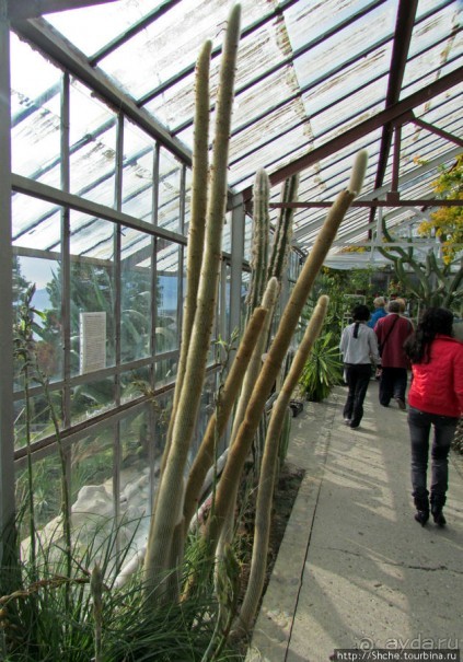 Крупнейшее собрание суккулентов "Мир кактусов"