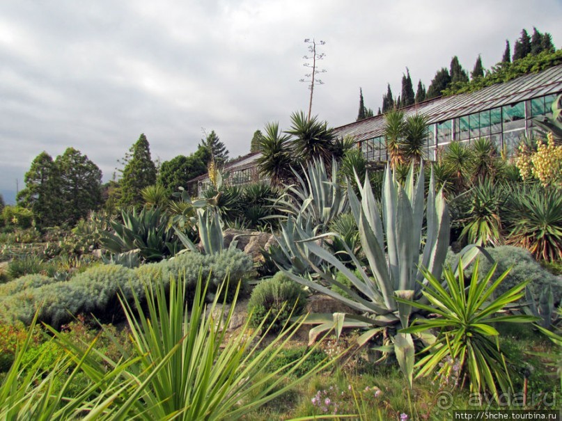 Крупнейшее собрание суккулентов "Мир кактусов"