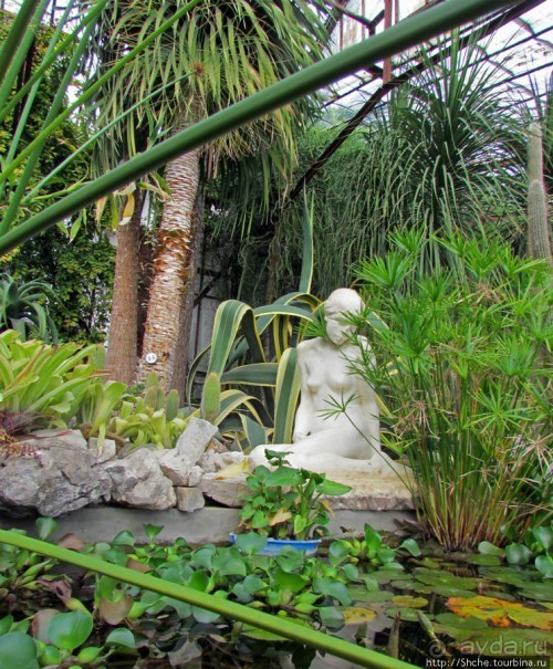 Крупнейшее собрание суккулентов "Мир кактусов"