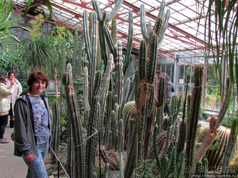 Крупнейшее собрание суккулентов "Мир кактусов"