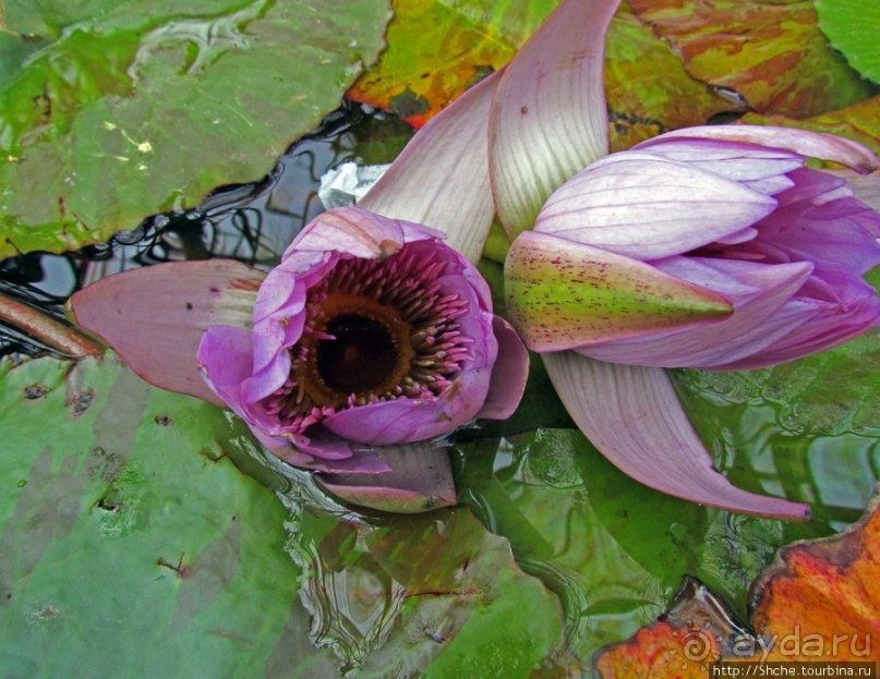 Крупнейшее собрание суккулентов "Мир кактусов"