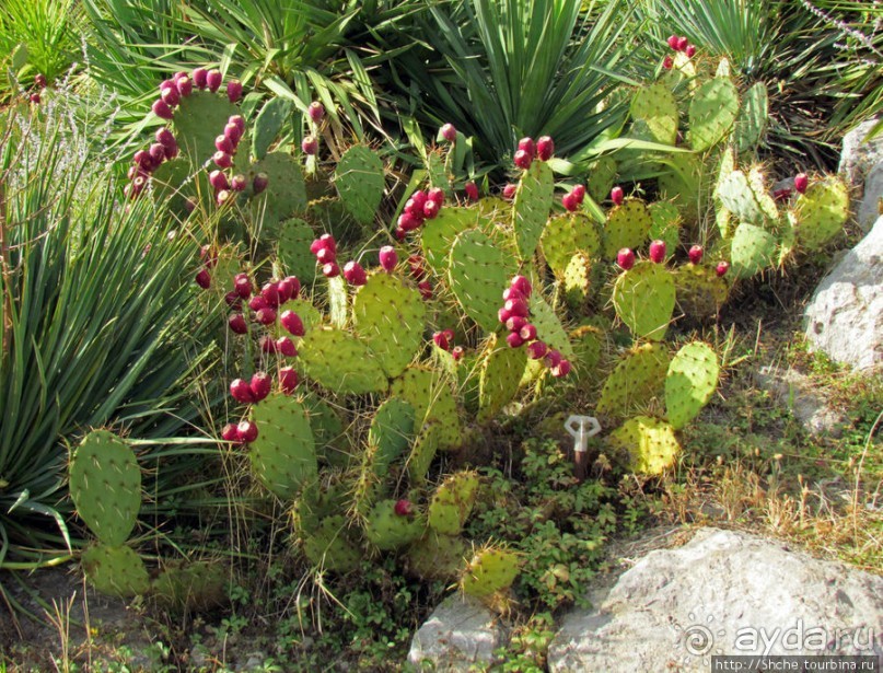 Крупнейшее собрание суккулентов "Мир кактусов"