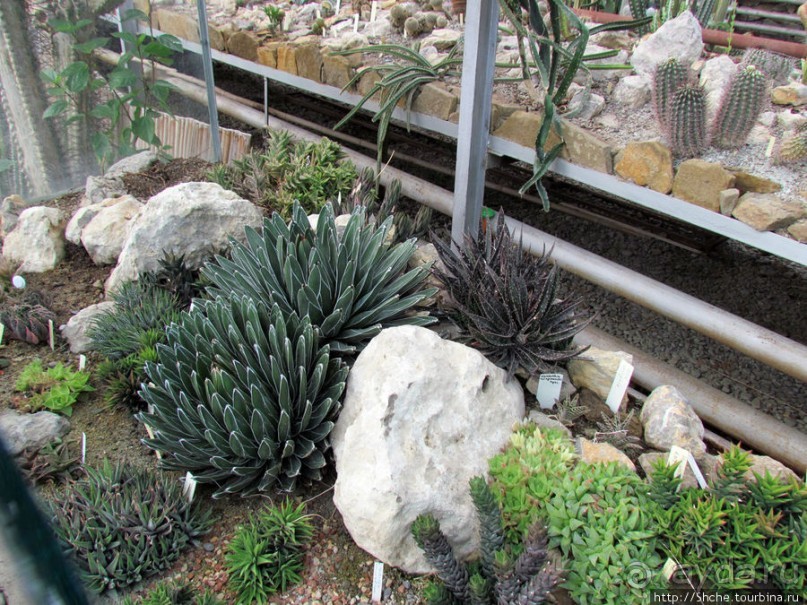Крупнейшее собрание суккулентов "Мир кактусов"
