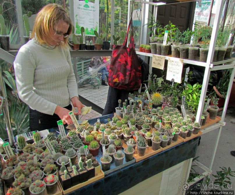 Крупнейшее собрание суккулентов "Мир кактусов"