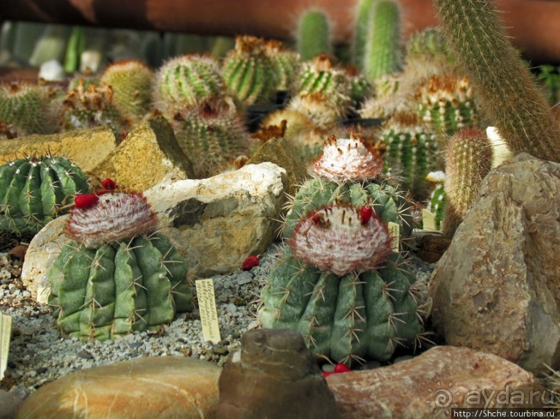 "Расти, расти кактус..." - оранжерея кактусов в Никите