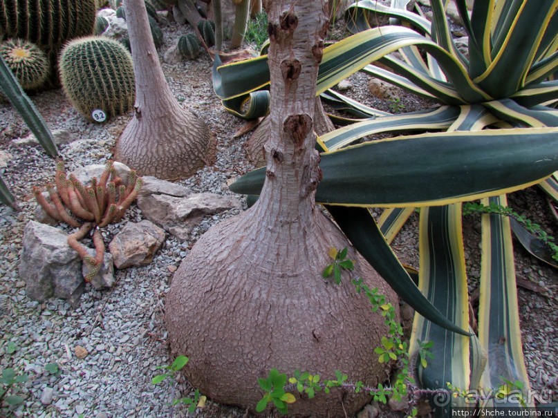 "Расти, расти кактус..." - оранжерея кактусов в Никите