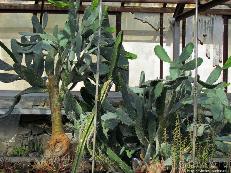 "Расти, расти кактус..." - оранжерея кактусов в Никите