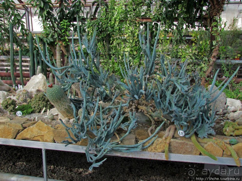 "Расти, расти кактус..." - оранжерея кактусов в Никите