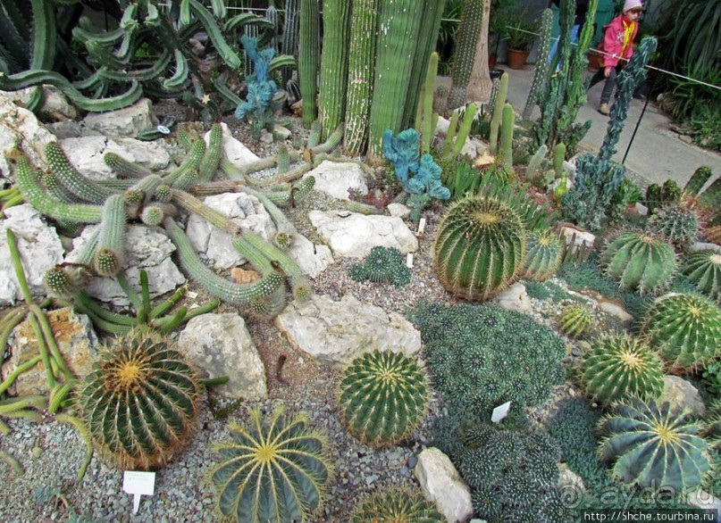"Расти, расти кактус..." - оранжерея кактусов в Никите