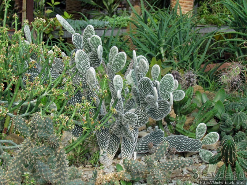 "Расти, расти кактус..." - оранжерея кактусов в Никите