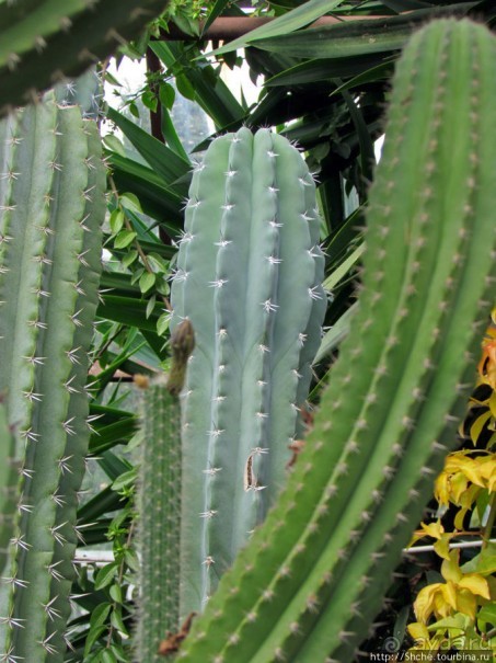 "Расти, расти кактус..." - оранжерея кактусов в Никите